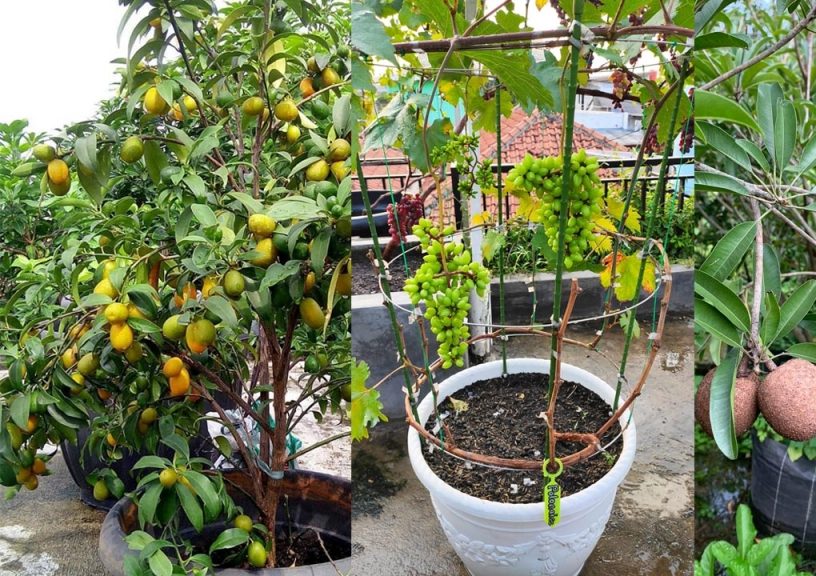 Pohon Buah yang Wajib Ditanam di Halaman Rumah Anda