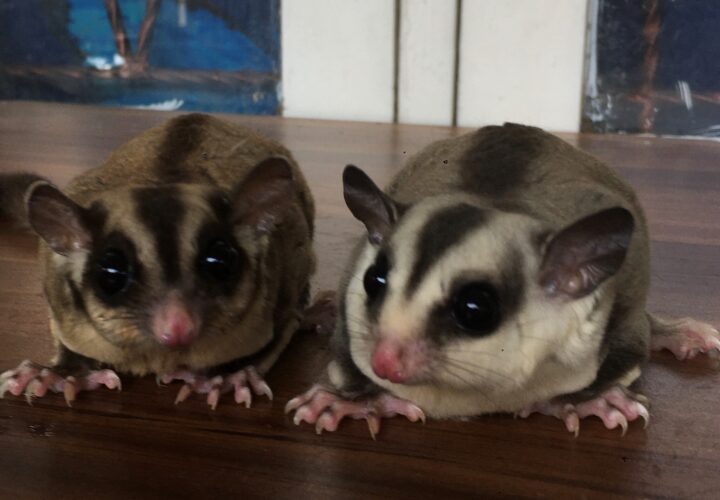 Kebiasaan Sosial Sugar Glider: Hewan Kecil yang Tidak Suka Sendirian